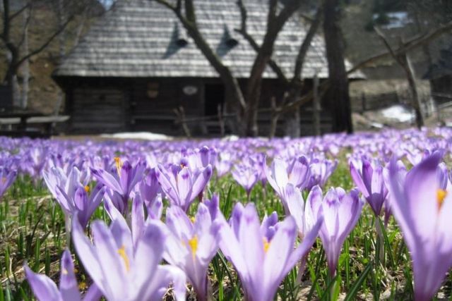 Куди поїхати в Карпати весною