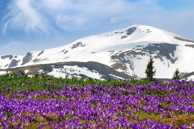 Карпати весною